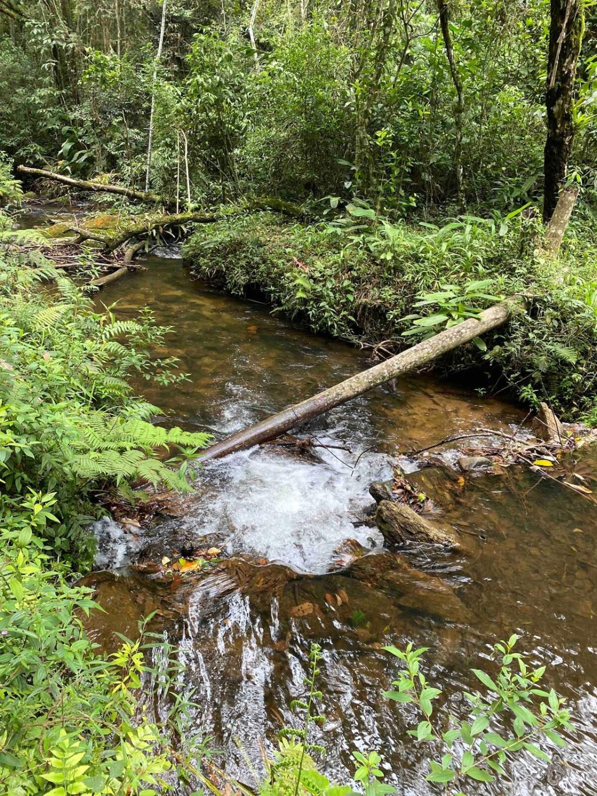 קונה Chales Fazenda Floresta Das Araucarias מראה חיצוני תמונה